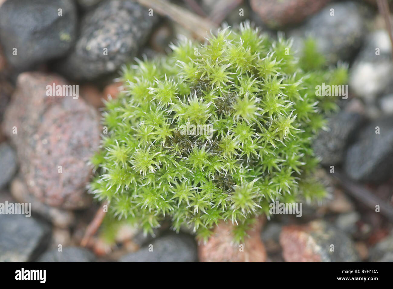 https://www.alamy.com/silver-moss-or-hoary-fringe-moss-racomitrium-canescens-image229641030.html