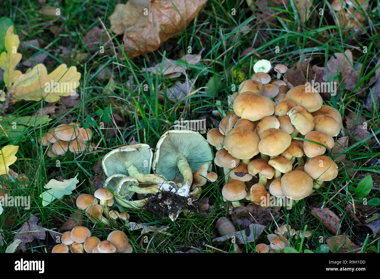 Hypholoma fasciculare, commonly known as the sulphur tuft, sulfur tuft or clustered woodlover Stock Photo