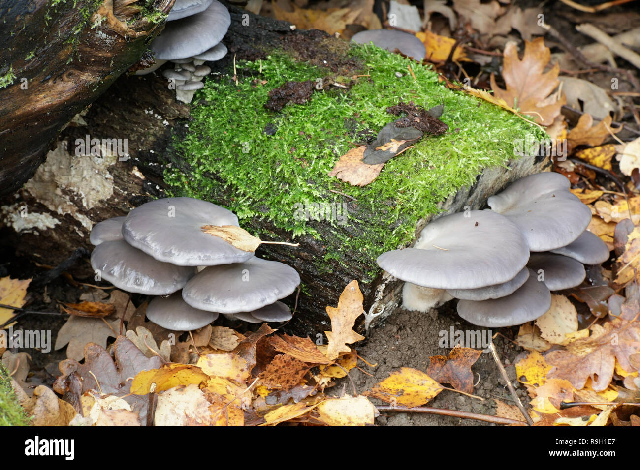 Pleurotus ostreatus, the oyster mushroom, growing wild in Finland Stock Photo
