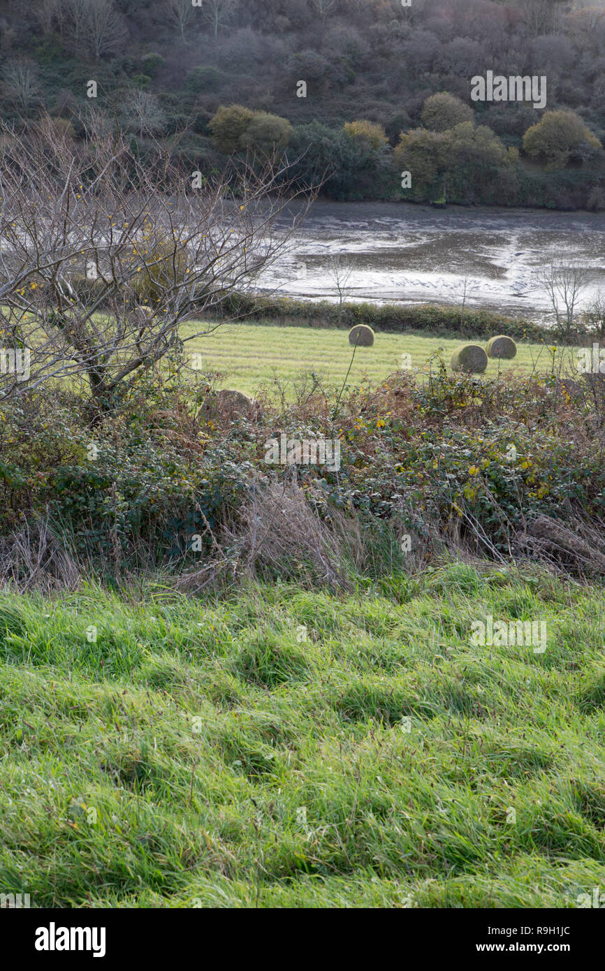 Unimproved Grassland; Wildlife Habitat; Cornwall; UK Stock Photo