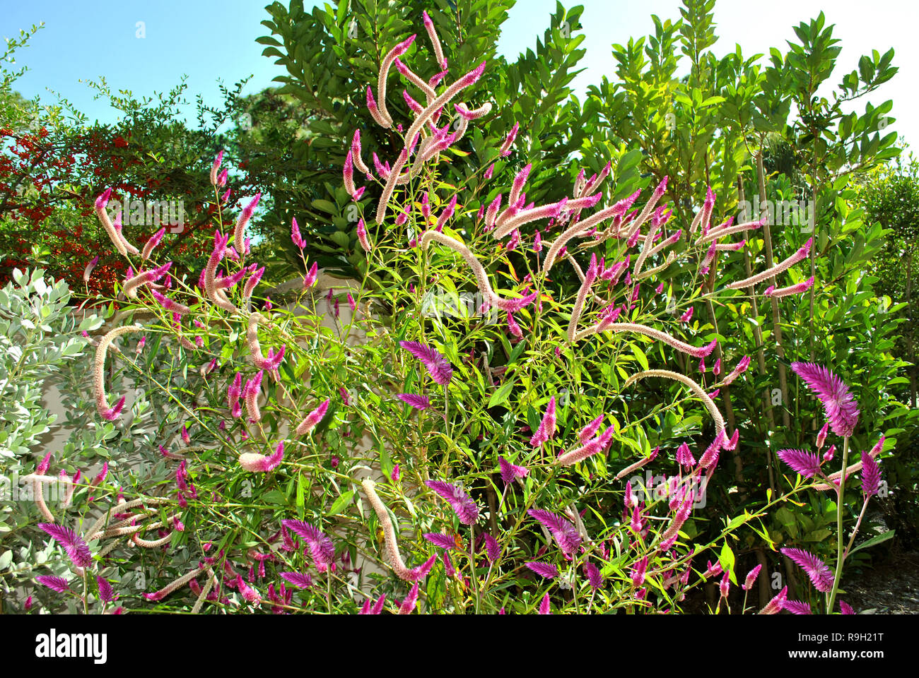 Quail Grass Latin name Celosia Argentea in Florida botanical gardens Stock Photo