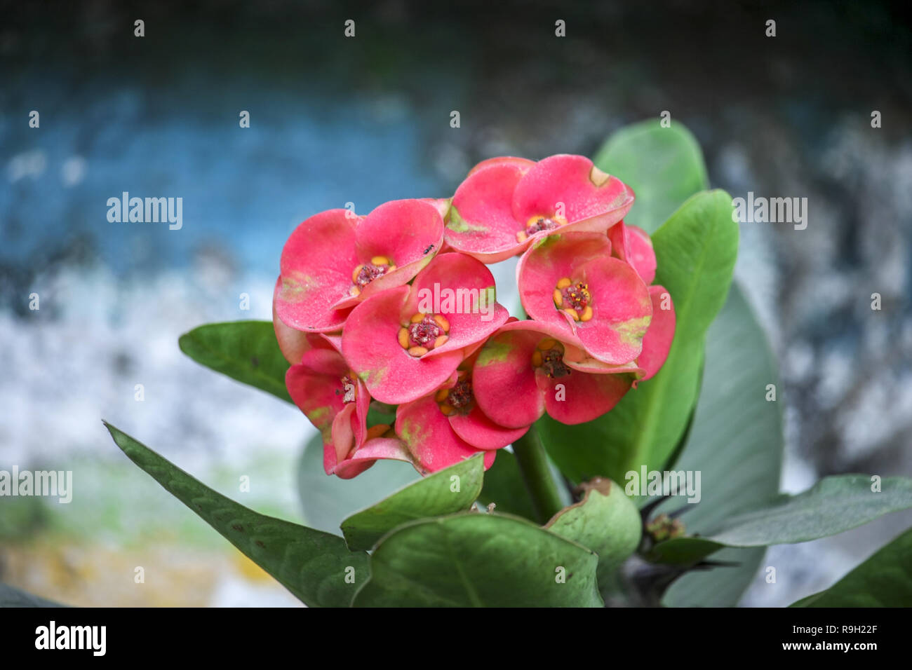 Blooming Flowers- Crown of Thorns Plant Stock Photo