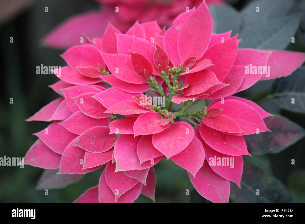 Red Poinsettia,  Christmas Star Flower, Christmas plant Stock Photo