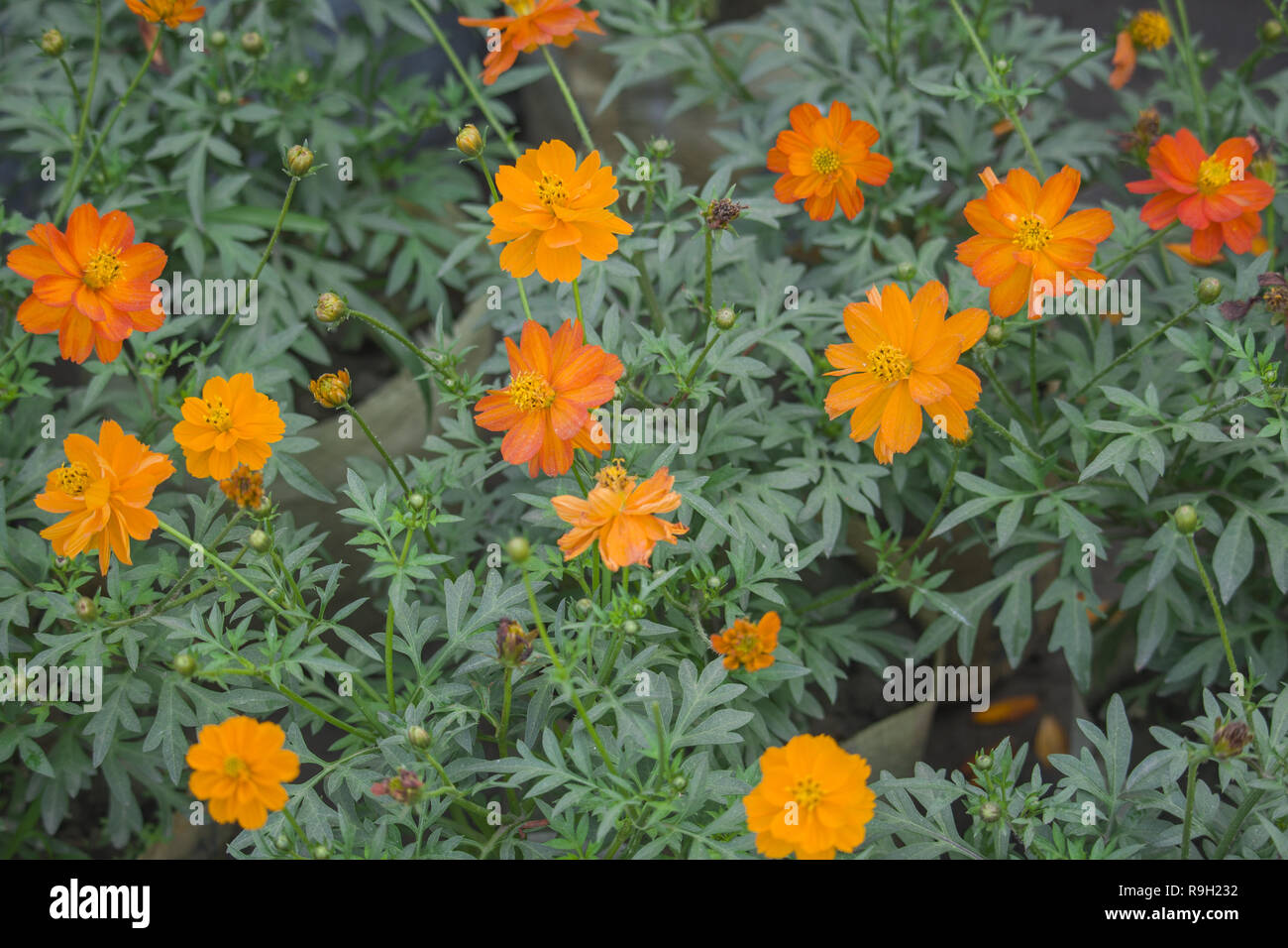 Pot English Marigold Flower Stock Photo Alamy