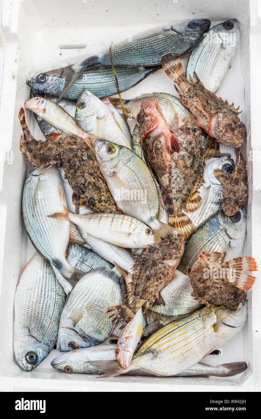 fresh fish box, freshly caught Stock Photo