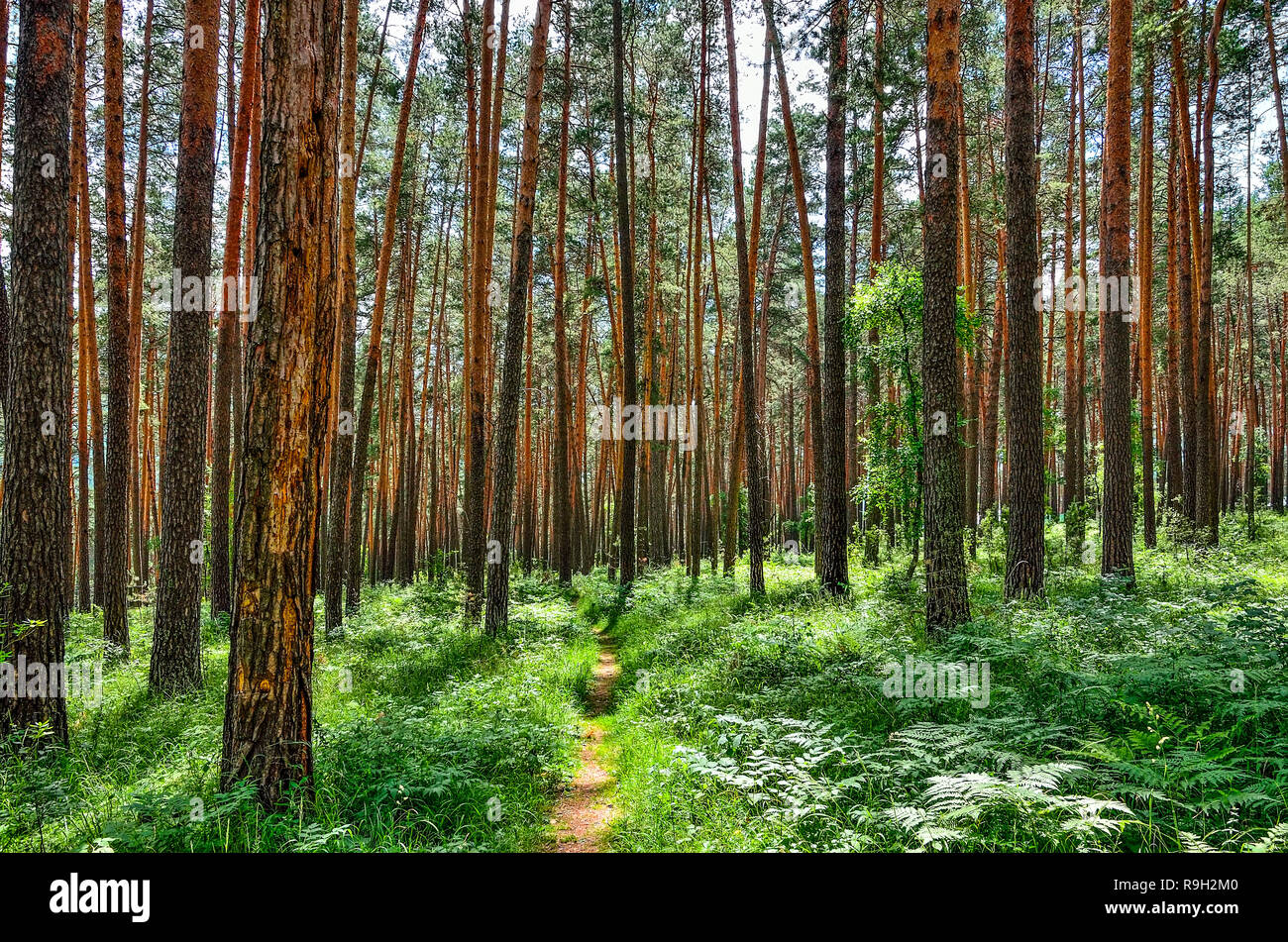 Beautiful summer sunny landscape in pine forest with tall slender trunks of coniferous trees, fresh pure air and green ferns on the ground. Majestic n Stock Photo