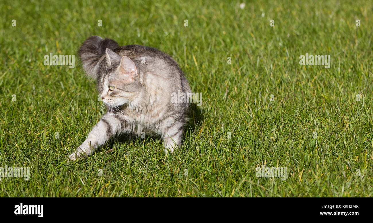 Adorable siberian cat of livestock in a garden, domestic kitten walking