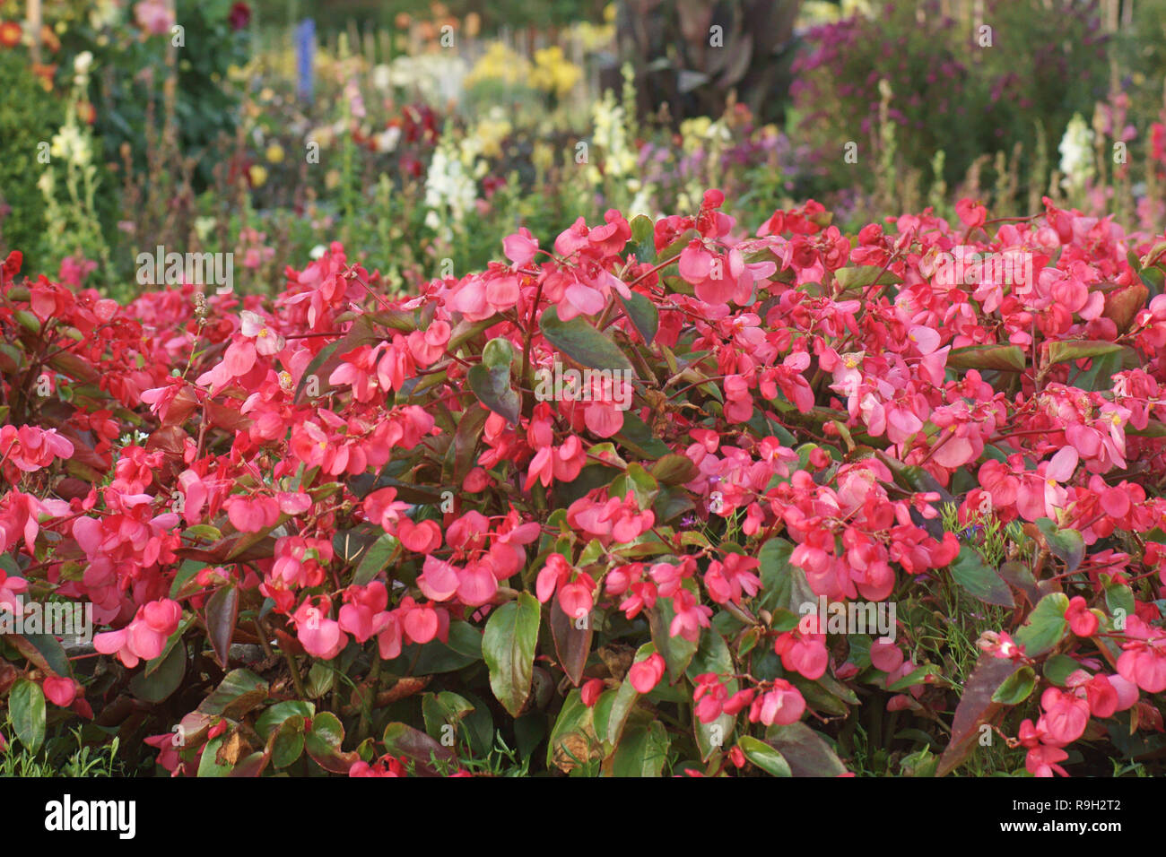 Begonia 'Dragon Wing Red' Stock Photo