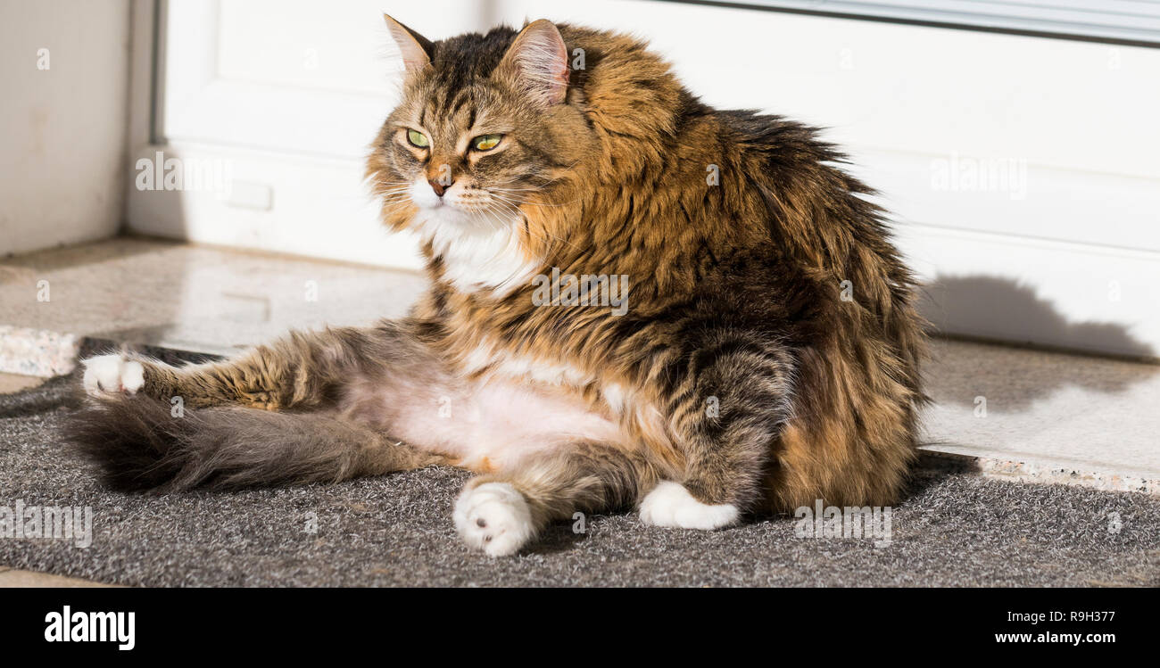 Nice siberian cat of livestock sitting in a garden domestic