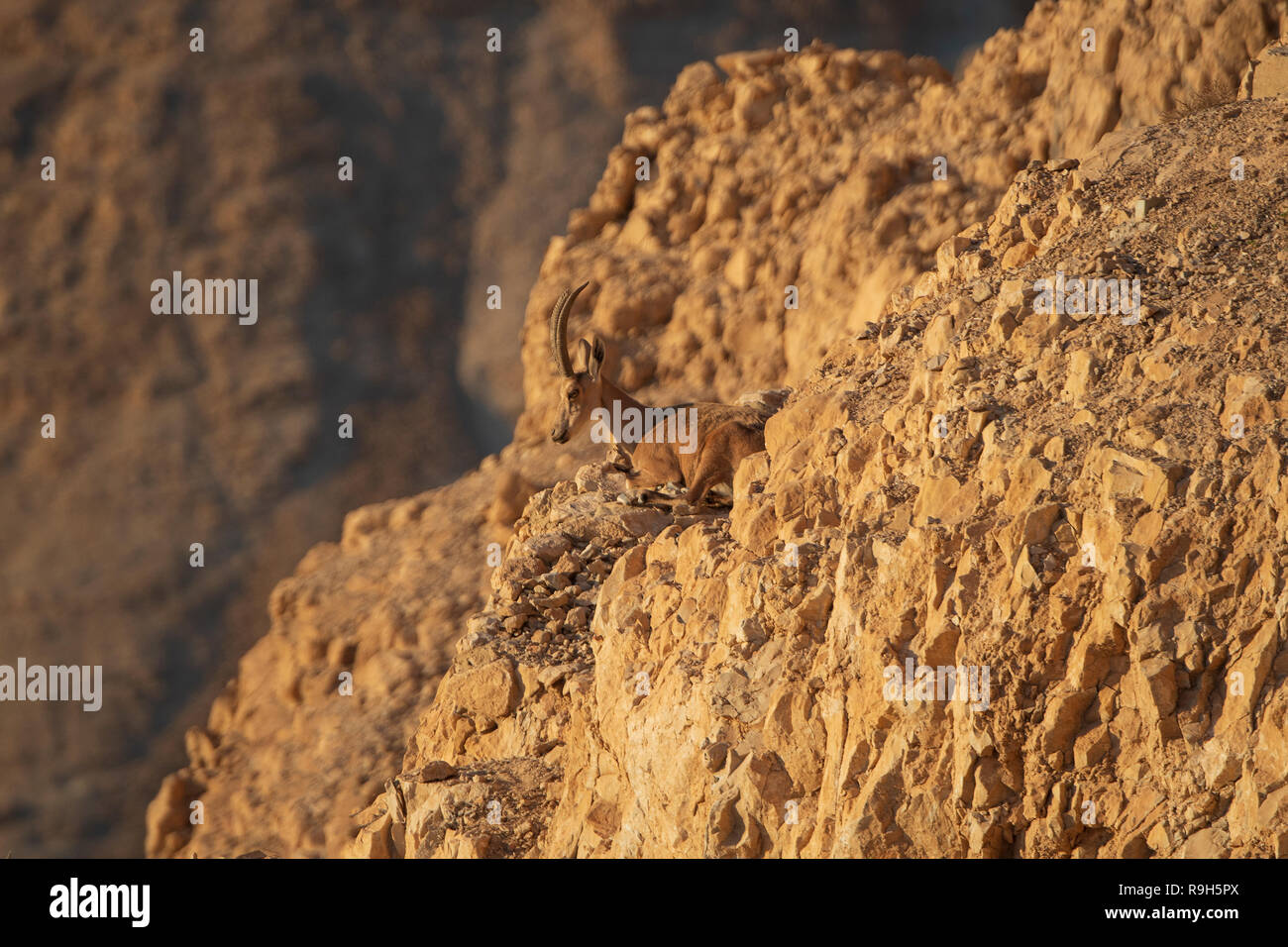 Nubian Ibex on the Cliffs of a Masada in Israel Stock Photo