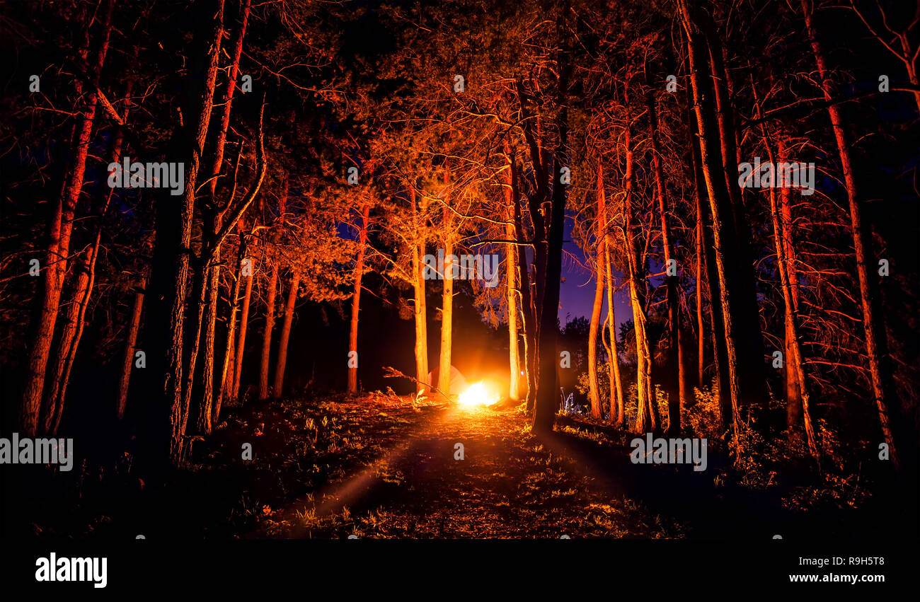 Dark forest with campfire at night Stock Photo