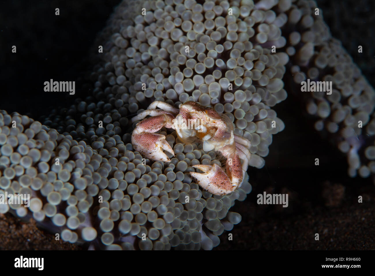 Porcelain crabs are delicate crustaceans found mostly in tropical waters.They are quite often seen on coral reefs within or on top of a host Anemone. Stock Photo