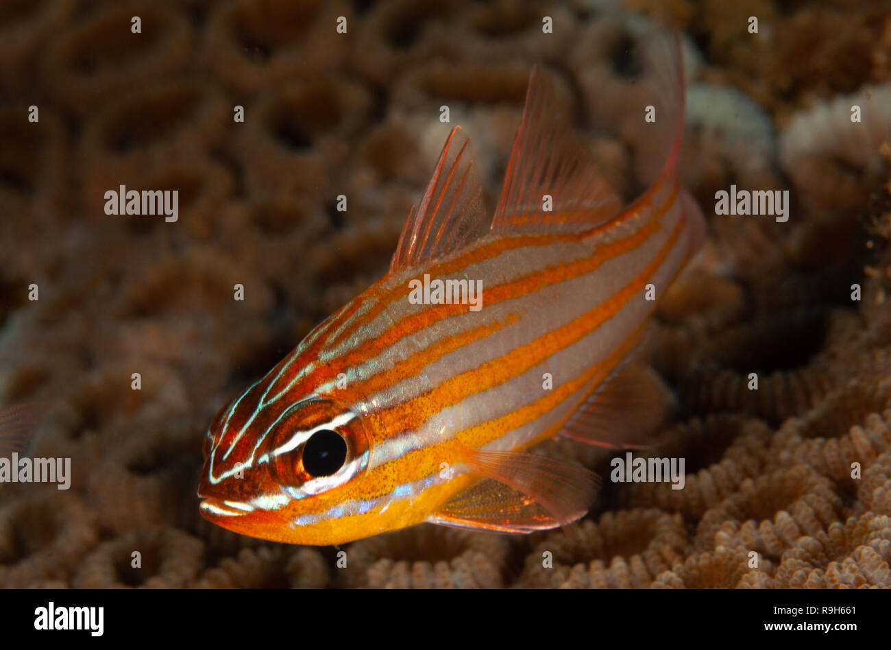 A single Yellow-striped Cardinalfish above live coral. Stock Photo