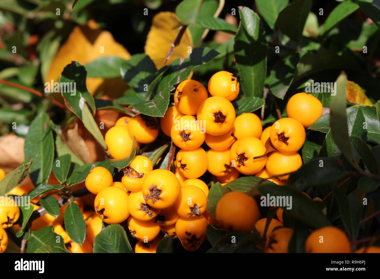 Macro Orange Glow berries Stock Photo