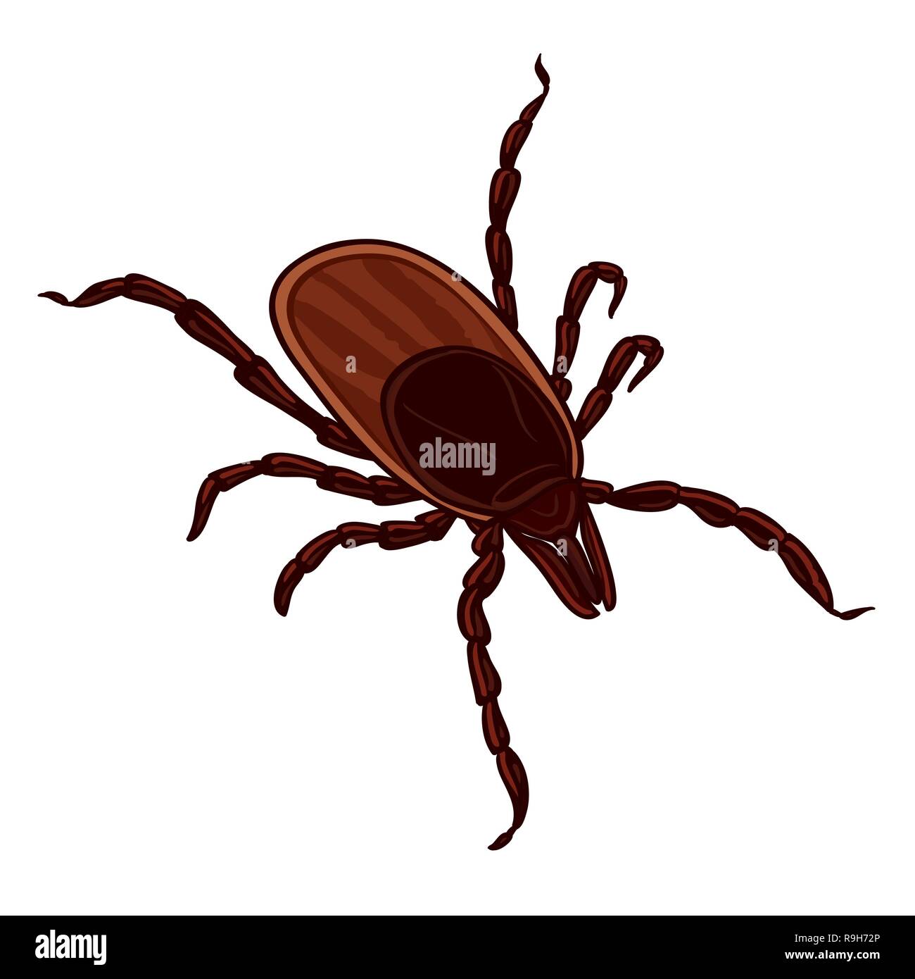 Tick isolated on white background. Tick parasite. Sketch of Tick. Vector illustration Stock Vector