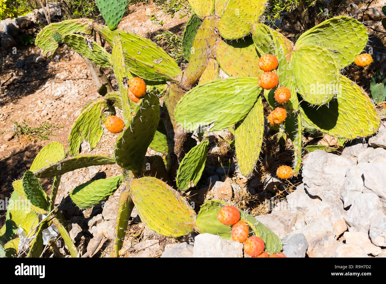 Cactus Opuncia with fruits in wild nature of Morocco in Africa Stock