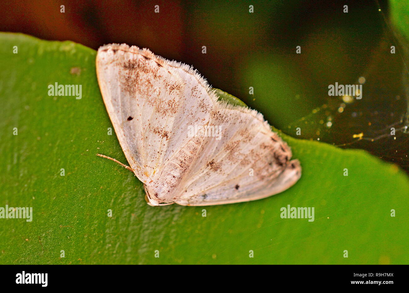 Clouded Silver Moth at rest on a leaf in the daytime Stock Photo