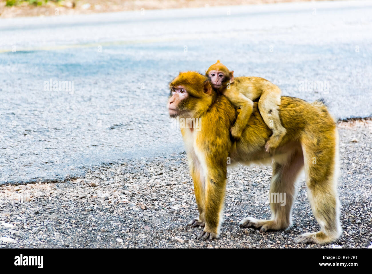 Barbary Macaque Monkey sitting on ground in the cedar forest, Azrou ...