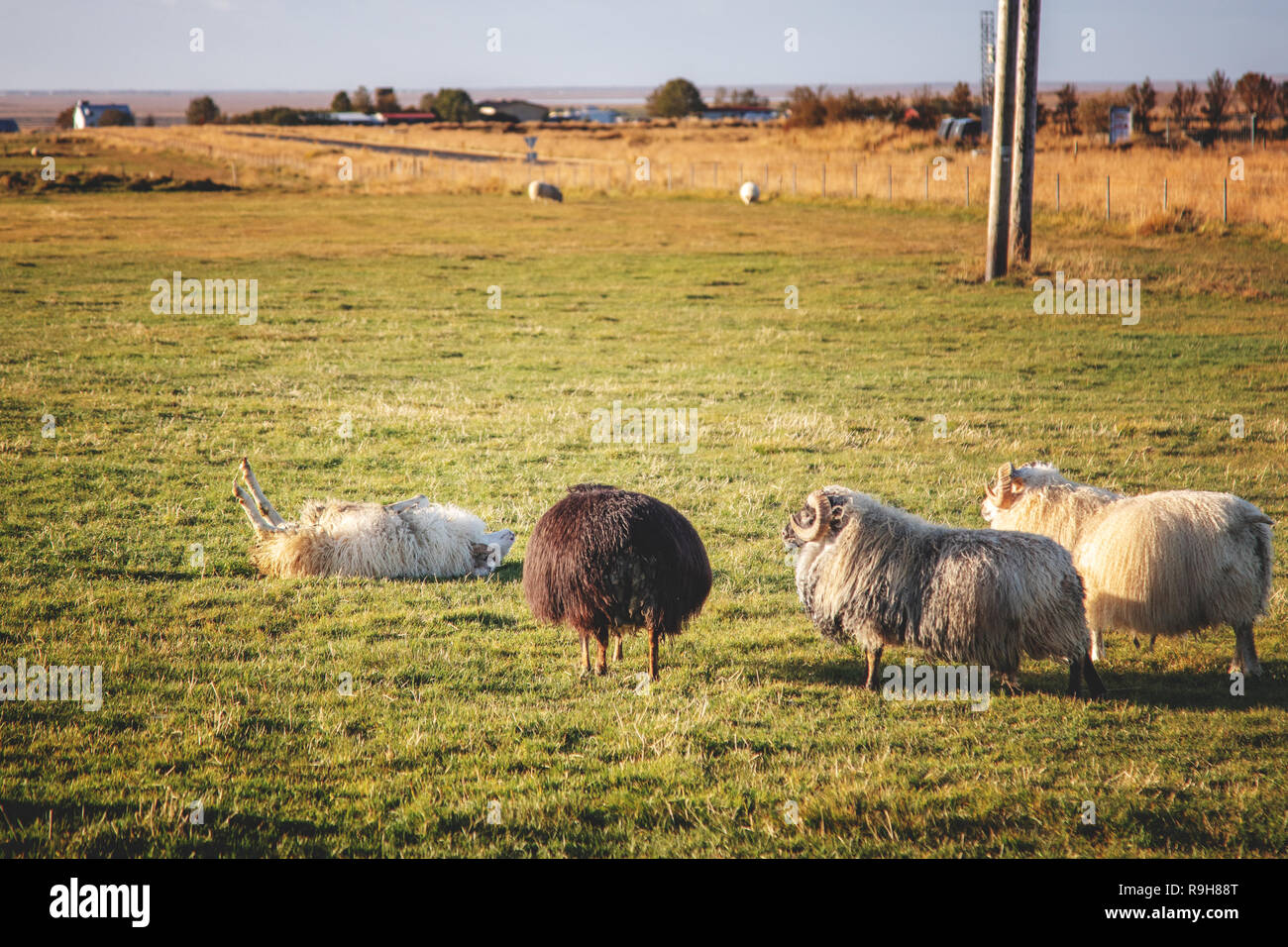 Funny Icelandic sheep acting weird Stock Photo