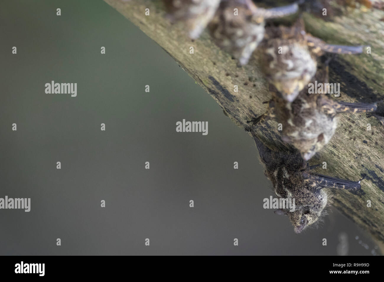 Proboscis Bats (Rhynchonycteris naso) camouflaged on tree trunk. Puerto