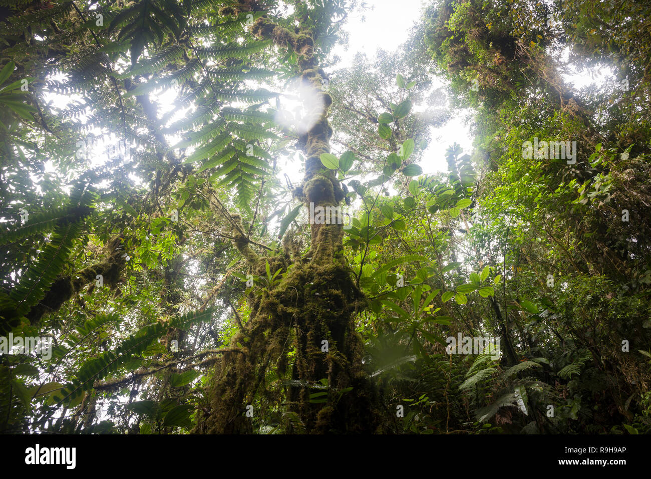 View up into canopy with sun light shining through the leaves. Alajuela province. Costa Rica. Stock Photo