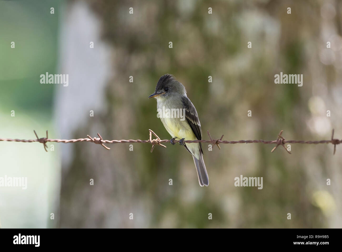 Northern Tropical Pewee (Contopus bogotensis). Alajuela province. Costa Rica. Stock Photo