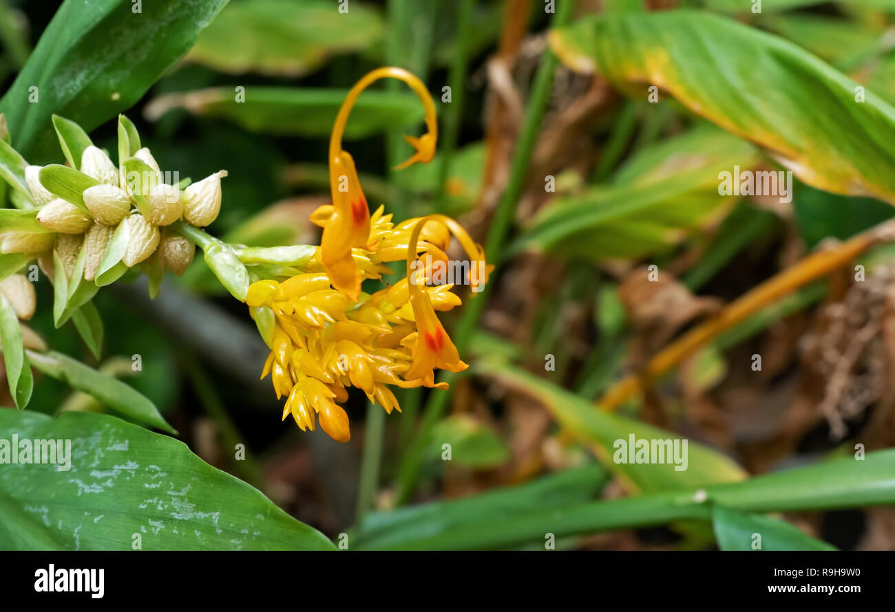 Closeup Dancing Ladies Ginger Flowers with Buds Isolated on Nature Background Stock Photo