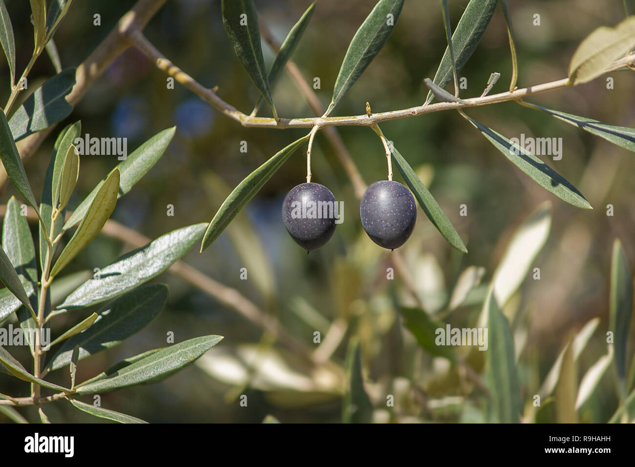 Organic Two black olives on the branch between leaves Stock Photo