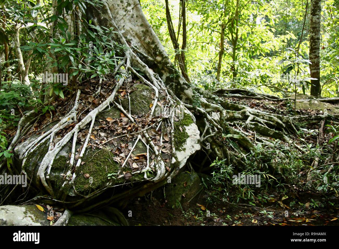 A huge fig trees roots covering a big boulder in the jungles of