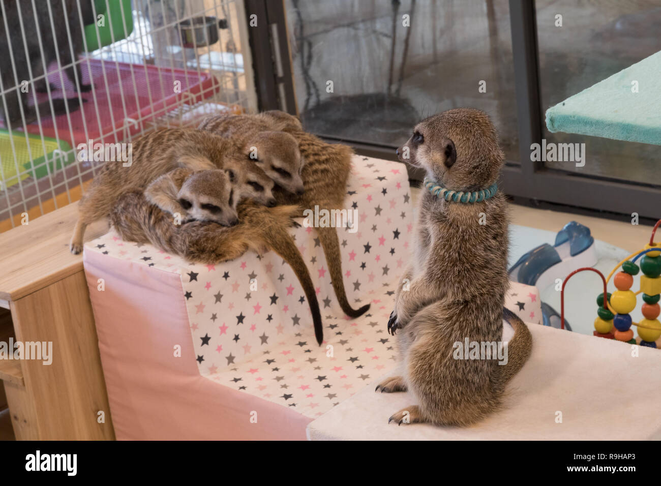 Meerkat friends pet pets domesticated Stock Photo