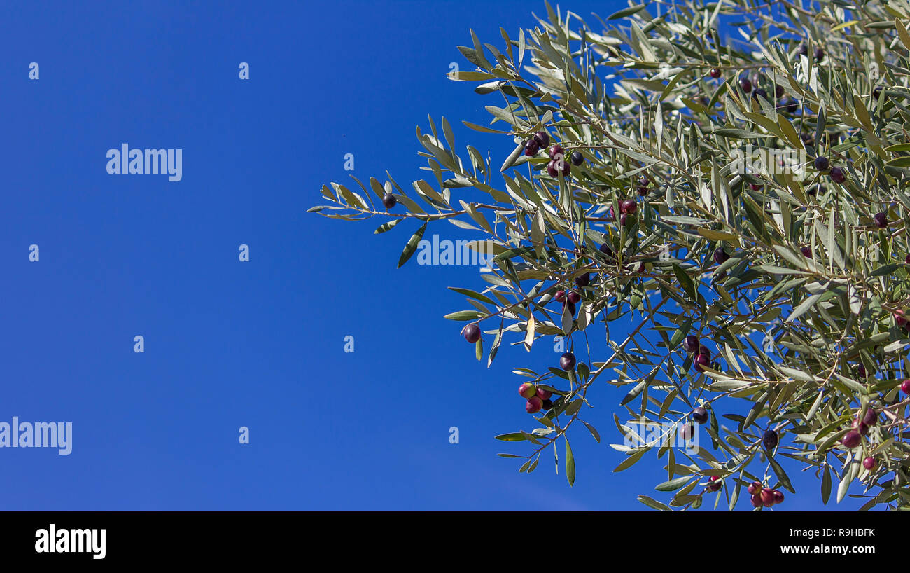 Red, green and black olives on the branch with a blue sky as background and space for text Stock Photo