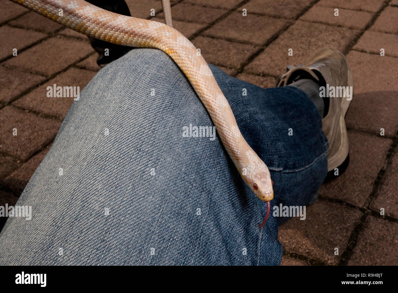 A corn snake (Pantherophis guttatus) crawling on a human leg Stock Photo