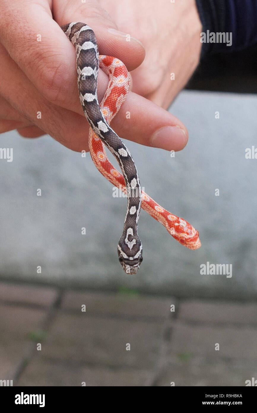 Two young North American corn snakes (Pantherophis guttatus) held in hand Stock Photo