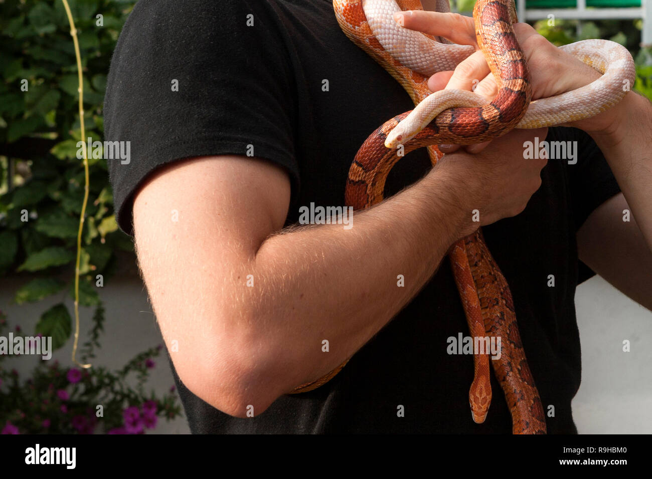 A man holding many corn snakes (Pantherophis guttatus) Stock Photo