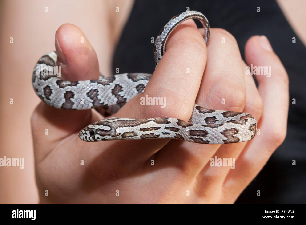 A North American corn snake (Pantherophis guttatus) held in hand Stock Photo