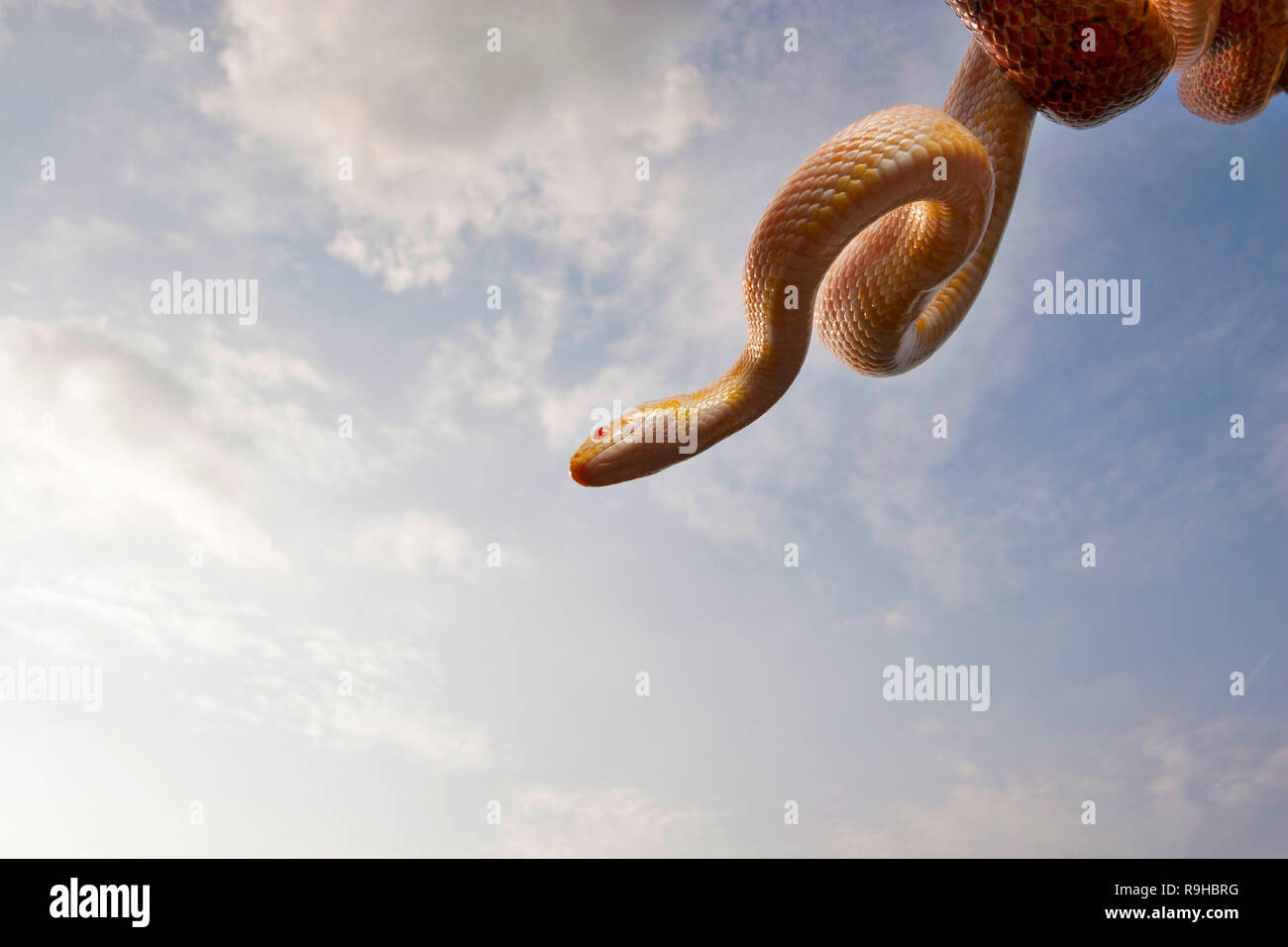 A corn snake (Pantherophis guttatus) on a sky background Stock Photo