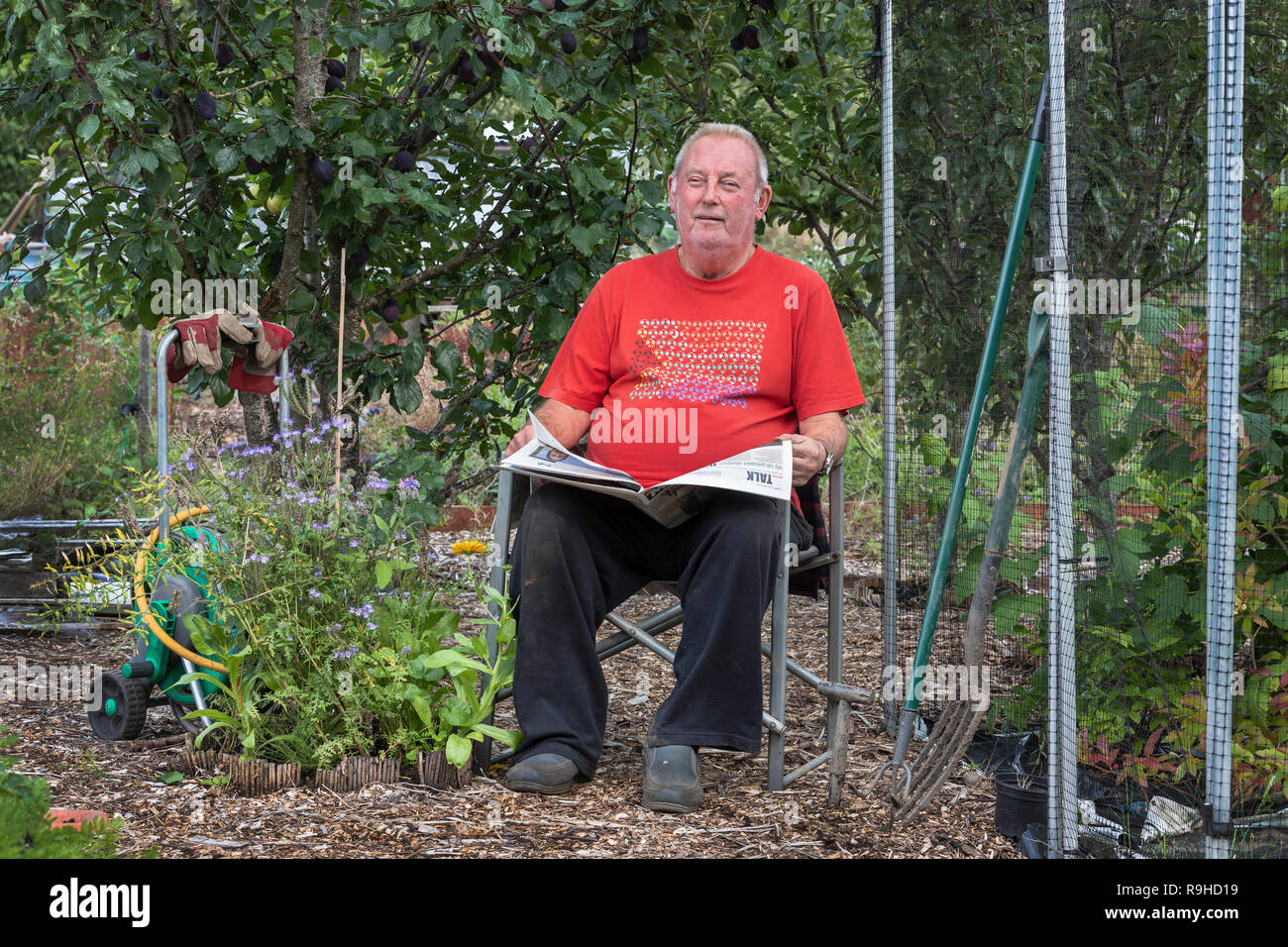 Plot 8, Gus Bothwell reading his newspaper at Eglinton Growers, Kilwinning, Ayrshire, Scotland, UK Stock Photo
