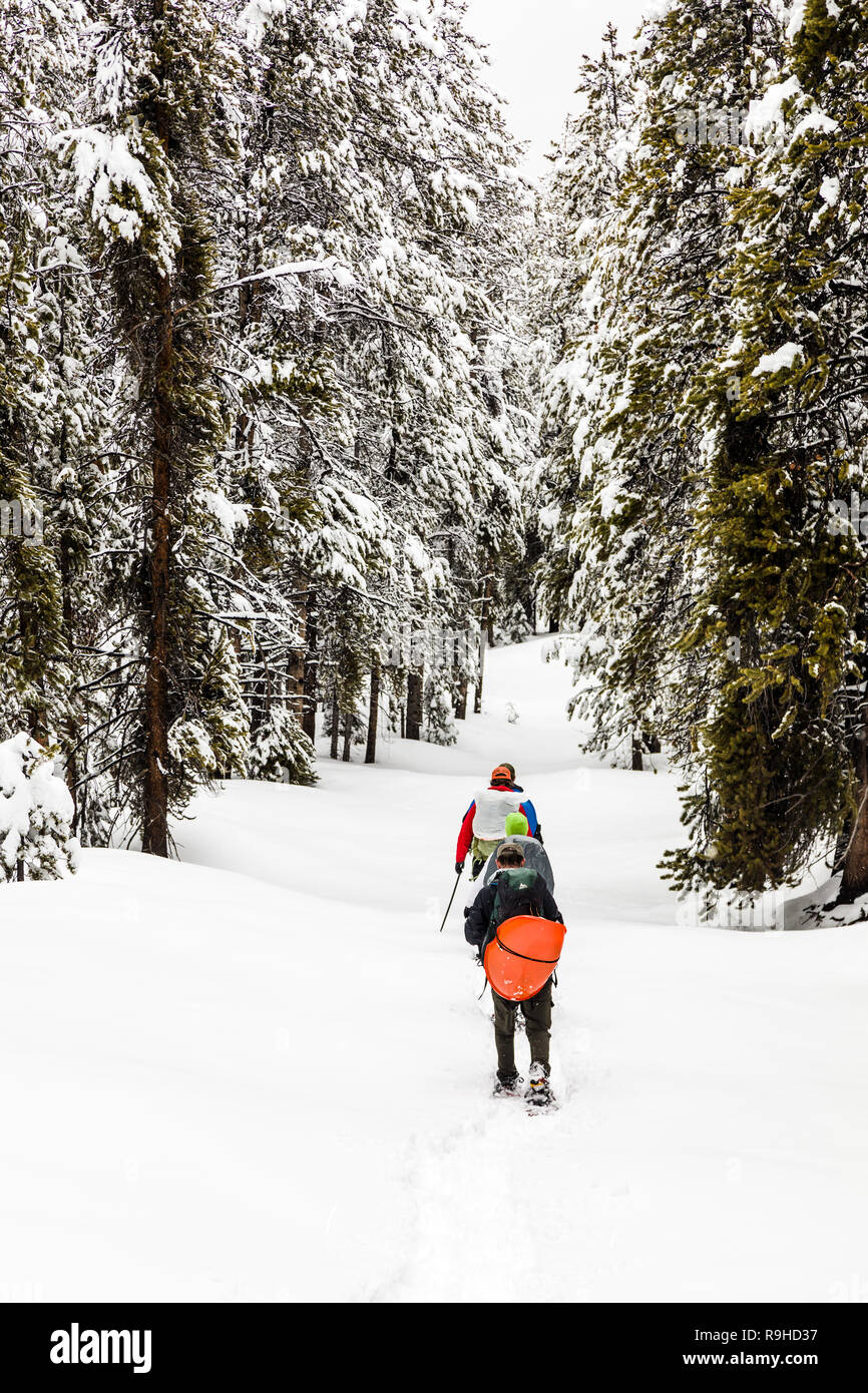 Snowshoers backpacking on public lands outside of Aspen, Colorado break trail after new snowfall. Tall, snow-covered pine trees serve as the backdrop Stock Photo