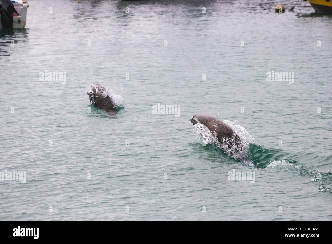 Sea lions Galapagos Stock Photo