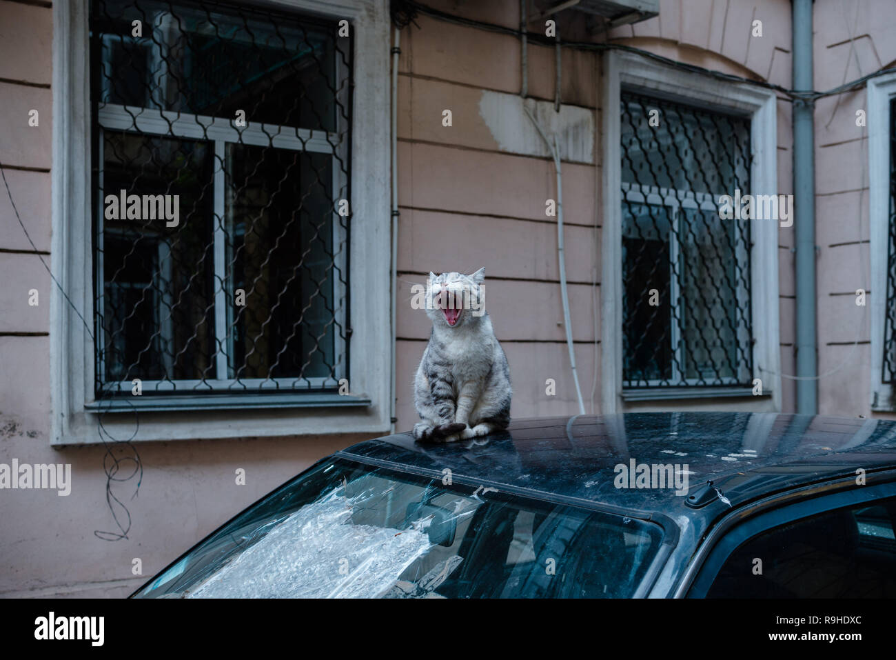 Brazen yawning cat sitting on the car Stock Photo - Alamy