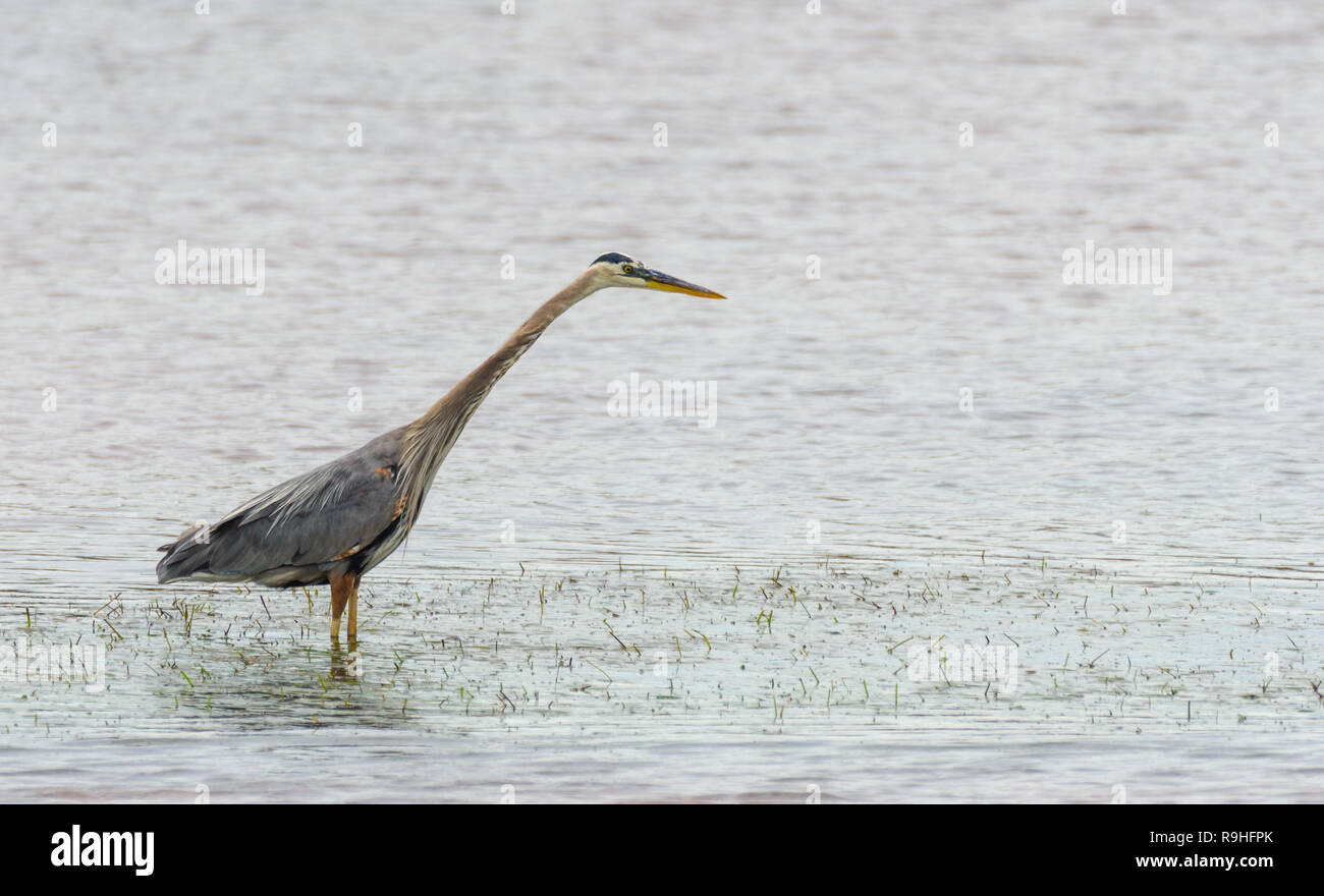 Great blue heron (Ardea herodias).  Large wading bird in the heron family Ardeidae, hunts for fish in shallow water of a small bay in New Brunswick. Stock Photo