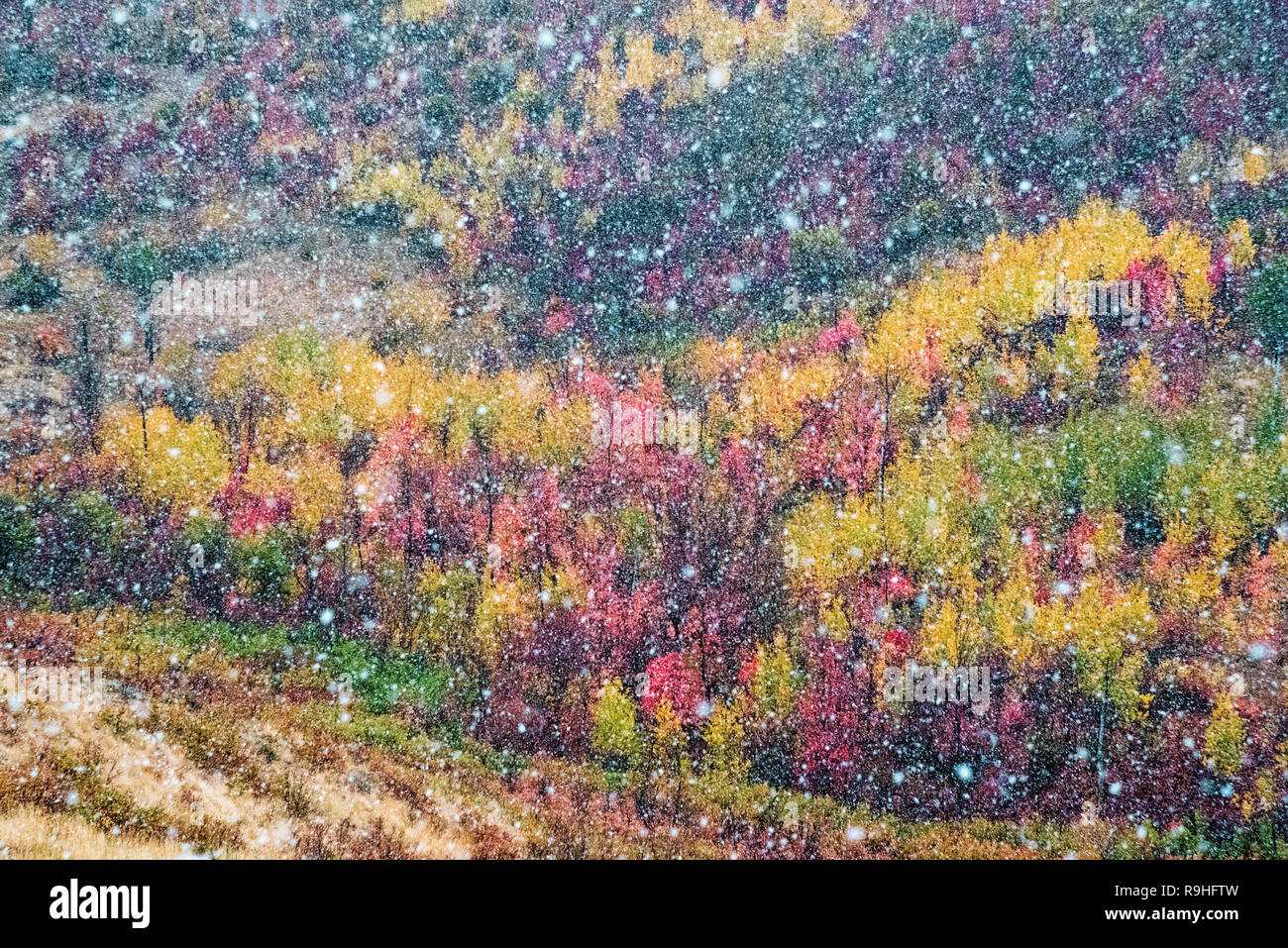 Multi-colored hillside in Autumn creates a mosaic color palette. A sudden snow flurry creates additional interest. Stock Photo