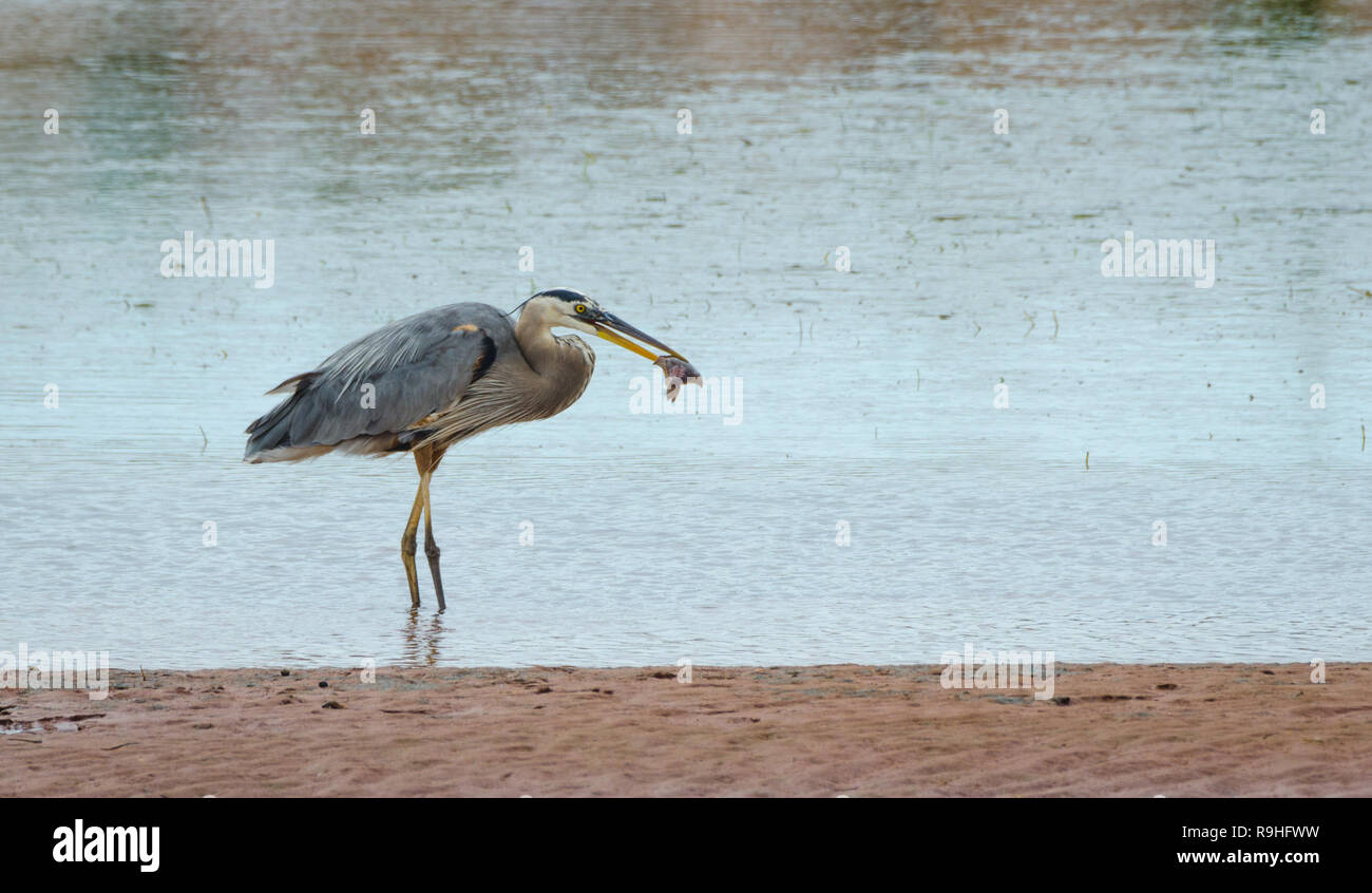 Great blue heron (Ardea herodias).  Large wading bird in the heron family Ardeidae, catches a fish in shallow water of a small bay in New Brunswick. Stock Photo