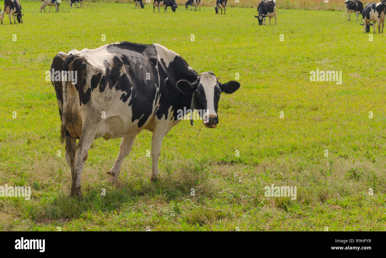 Holstein Friesians dairy cow grazing in a meadow.  This one looking at the camera.  These cows are known as the world's highest production dairy anima Stock Photo