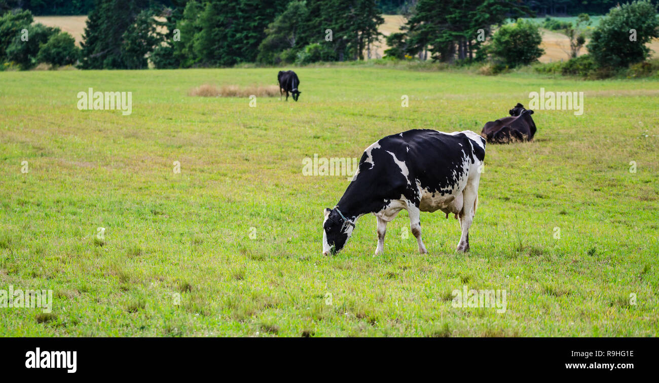 Holstein Friesians dairy cow grazing in a meadow, these animals are known as the world's highest production dairy animals. Stock Photo