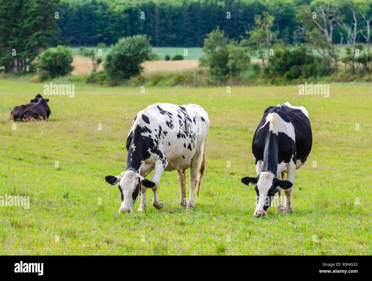 Pair of Holstein Friesians dairy cows grazing in a meadow.  These cows are known as the world's highest production dairy animals. Stock Photo