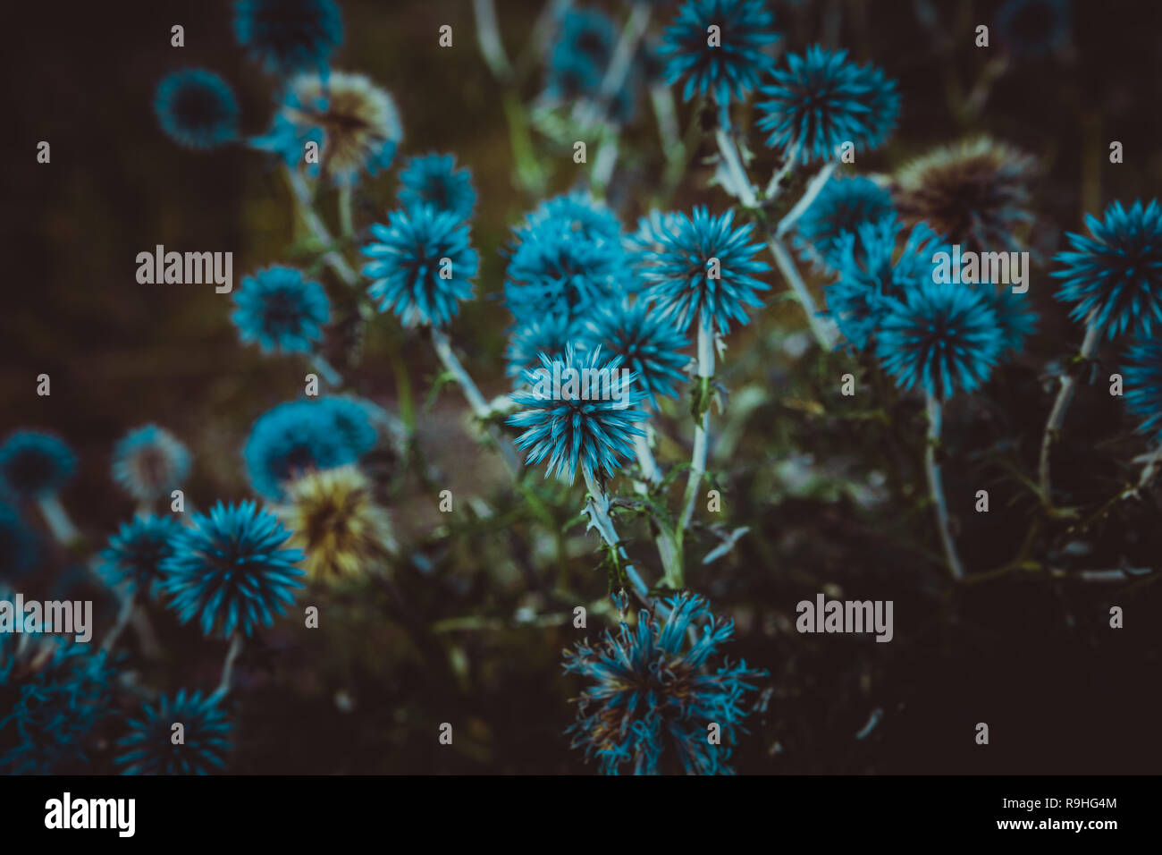 Blue flowers Echinops on a nature background. Stock Photo