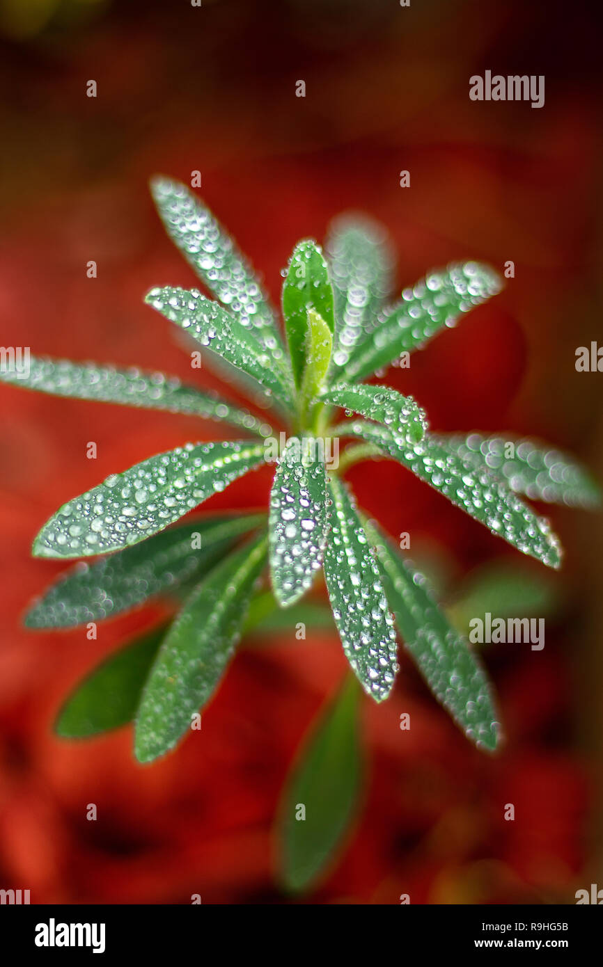 Close up of a plant called Euphorbia x martinii 'Ascot rainbow' (Martin's spurge) with rain drops and red and brown background. Stock Photo