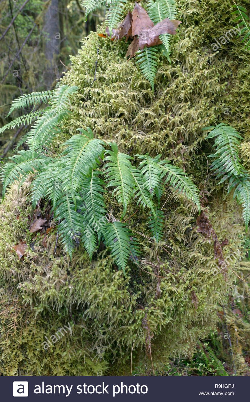 Licorice Plant High Resolution Stock Photography and Images Alamy