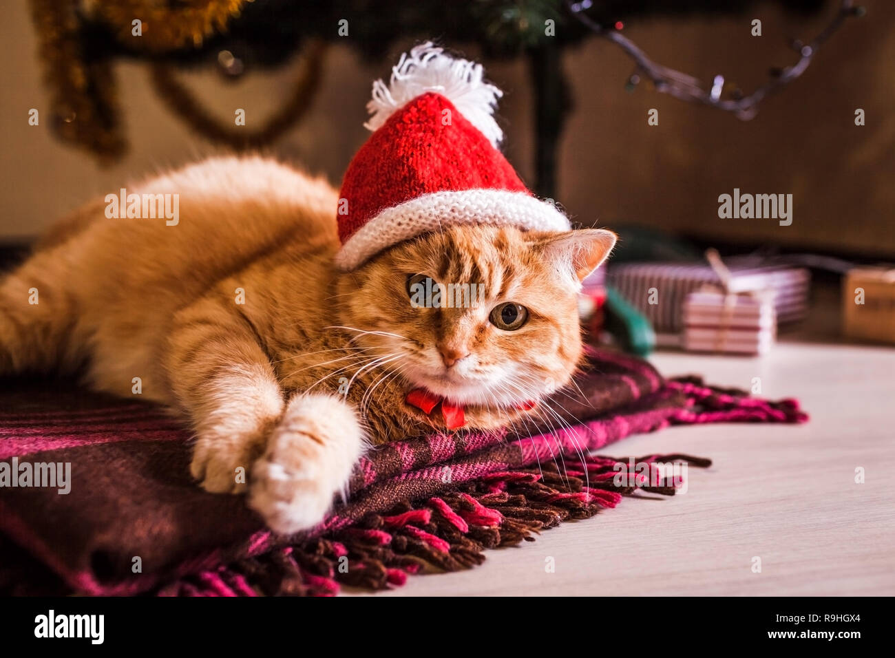 Red cat wears Santa's hat lying under 